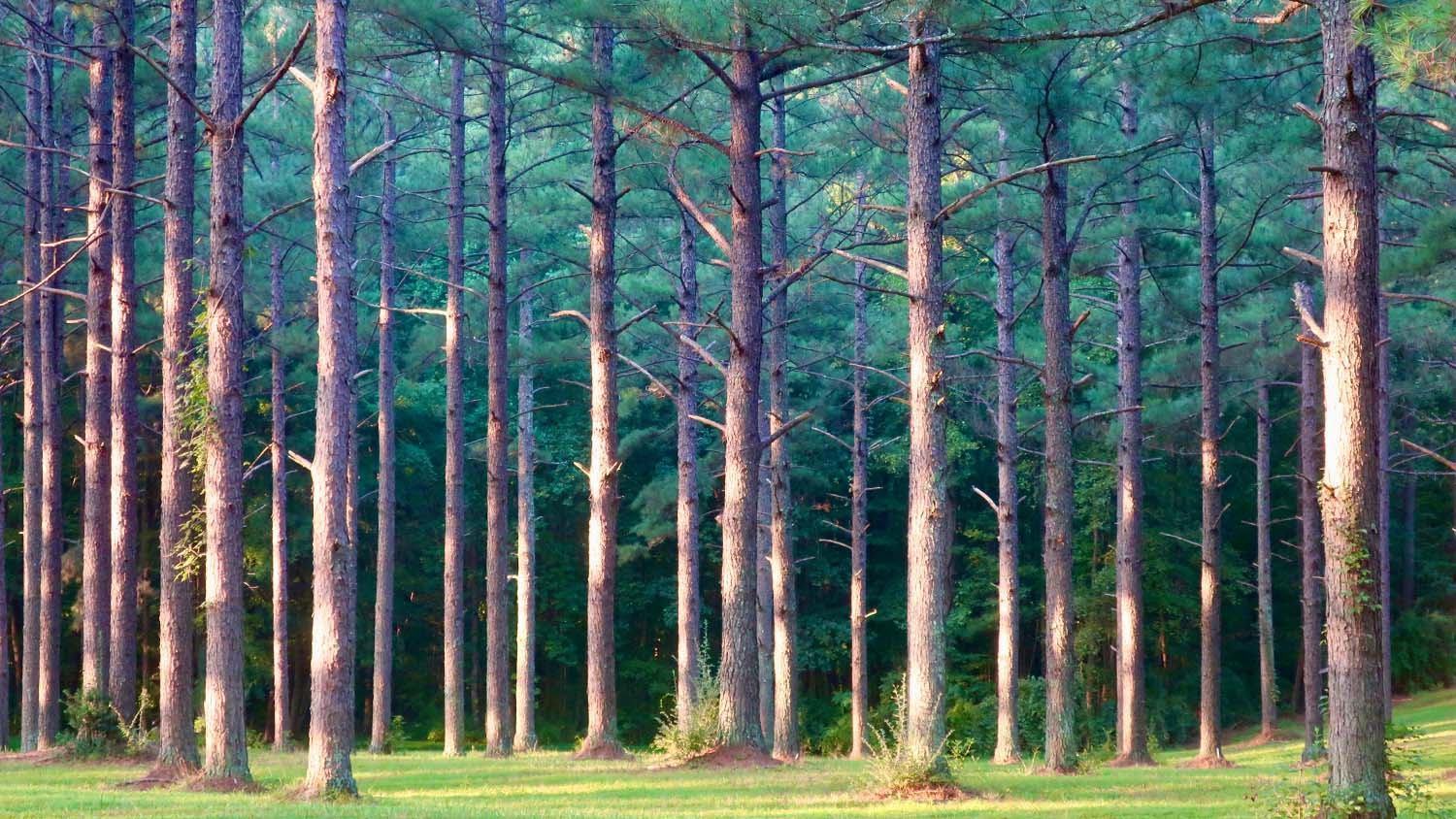 Forest image with purple tint - What is Forest Management - College of Natural Resources at NC State University